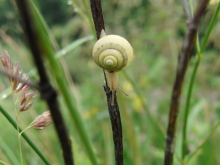 Babyschnecke am Pflanzenstängel