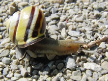 Bänderschnecke auf steinigen Weg