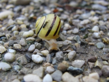 Bänderschnecke auf Steinweg