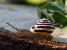 Bänderschnecke (Molluske)