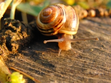 Im Blick der Bänderschnecke