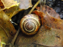 Schnecke im Herbstlaub