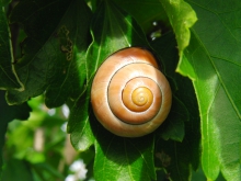 Schnecken