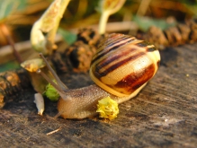 Vegetarier (Schnecke)