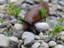 Wegschnecke auf steinigen Weg