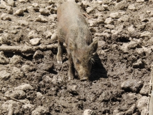 Schweine