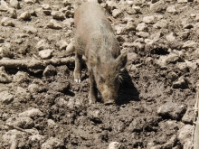 Frischling beim rumwühlen