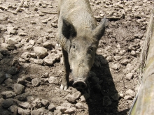 Nettes Wildschwein