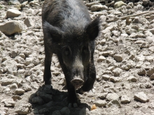 Wildschwein