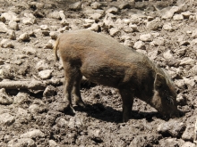 Wildschweinjunges