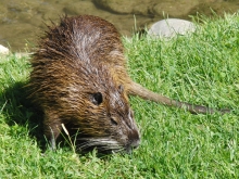 Nutria am Fluss 1