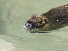 Nutria im Wasser