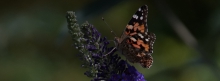 Facebook Titelbilder Schmetterlinge 851x315