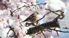 Das soll Frühling sein