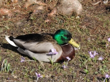 Anton im Frühling