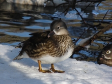 Ente im Schnee