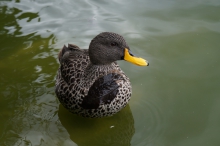 Ente mit Lätzchen