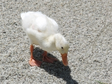 Enten