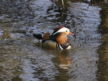 Mandarinente im Bach