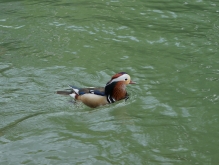 Mandarinente in der Isar