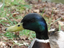 Portrait Ente Anton