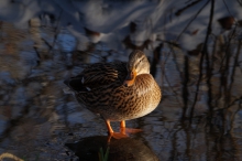 Sonnenbad im Winter