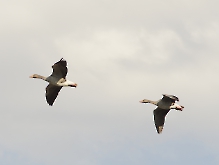 Gänse
