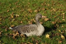 Graugans auf Herbstwiese