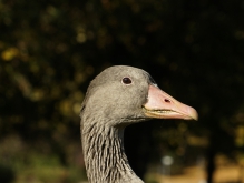 Graugans Portrait