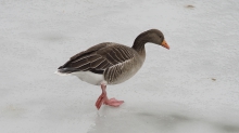Gänse