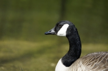 Gänse