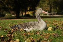 Tierisches Sonnenbad im Oktober