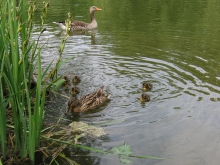 Graugans-Familie