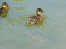 Graugansküken im See