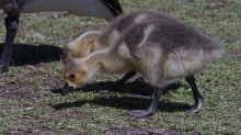 Gänseküken