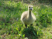 Vögel