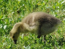 Kanadagansküken in der Wiese