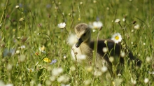 Küken in Frühlingswiese