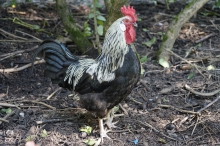 Vögel