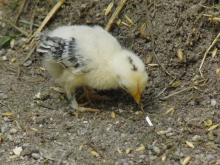 Vögel