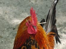 Hühnervögel