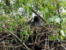 Blässhuhn im Nest 1