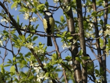 Kohlmeise im Frühling