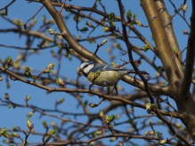 Blaumeise auf Frühlingast