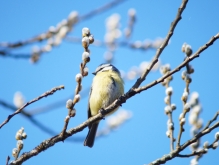 Blaumeise im Frühling