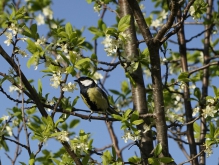 Kohlmeise im blühenden Obstbaum