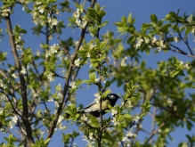 Kohlmeise in Obstblütenzweig