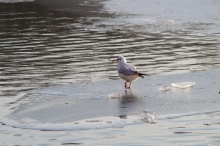 Möwe auf Eisplatte 1