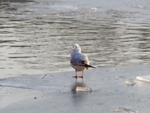 Möwe auf Eisplatte 2