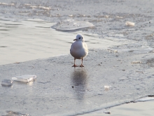 Möwe auf Eisplatte 3